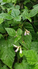 Amphicarpaea edgeworthii