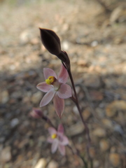 Thelymitra luteocilium