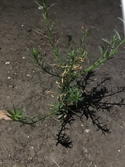 Lepidium ruderale
