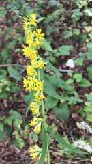 Solidago