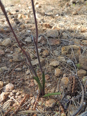 Thelymitra luteocilium