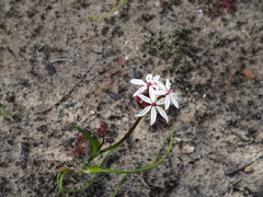 Burchardia multiflora