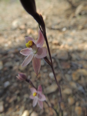 Thelymitra luteocilium