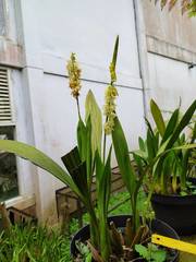 Pholidota ventricosa