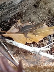 Sceloporus licki