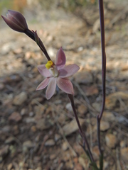 Thelymitra luteocilium