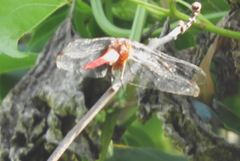 Orthetrum chrysis