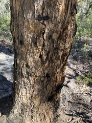 Corymbia eximia