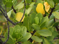 Anthocercis viscosa viscosa