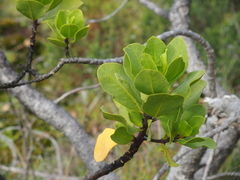 Anthocercis viscosa viscosa