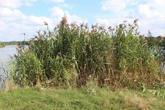 Phragmites australis altissimus