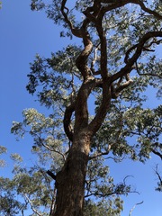 Corymbia eximia