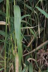 Phragmites australis altissimus