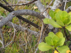 Anthocercis viscosa viscosa
