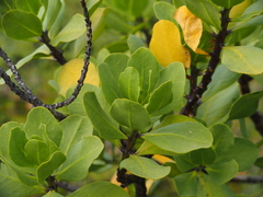 Anthocercis viscosa viscosa