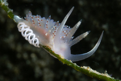 Apata pricei