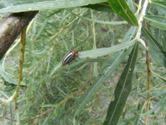 Disonycha latiovittata