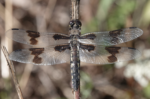 Eight-spotted Skimmer