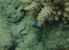 Stegastes flavilatus