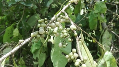 Achatocarpus nigricans