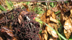 Orchelimum pulchellum