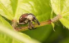 Sternuchopsis fabricii