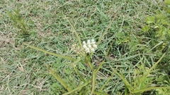 Asclepias woodsoniana
