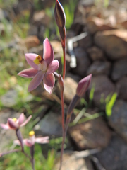 Thelymitra luteocilium
