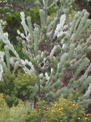Adenanthos sericeus