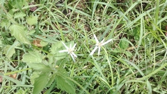 Rhynchospora nervosa