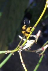 Stethopachys formosa