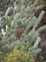 Adenanthos sericeus