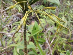 Lisianthius jefensis