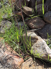 Thelymitra luteocilium