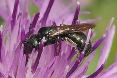 Ceratina chalybea