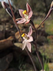 Thelymitra luteocilium