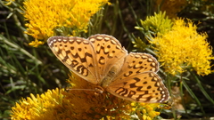 Speyeria coronis halcyone
