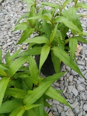 Persicaria odorata