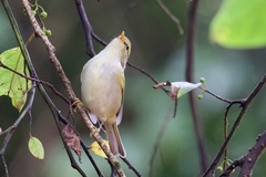 Phylloscopus reguloides