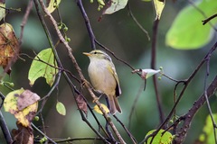 Phylloscopus reguloides