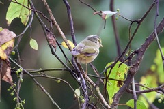Phylloscopus reguloides