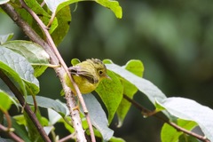 Phylloscopus whistleri