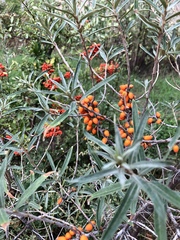 Hippophae rhamnoides