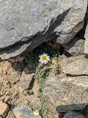 Erigeron vagus