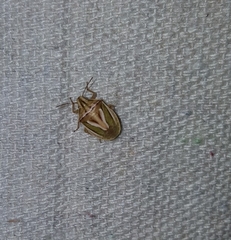 Cyptocephala elegans