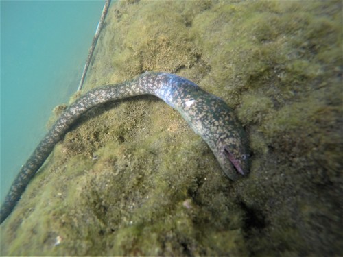 Largehead moray (Uropterygius macrocephalus) — Muraenidae — 4