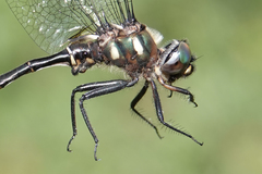 Somatochlora forcipata