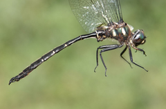Somatochlora forcipata