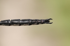 Somatochlora forcipata