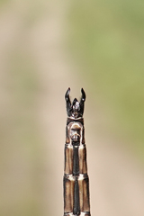 Somatochlora forcipata